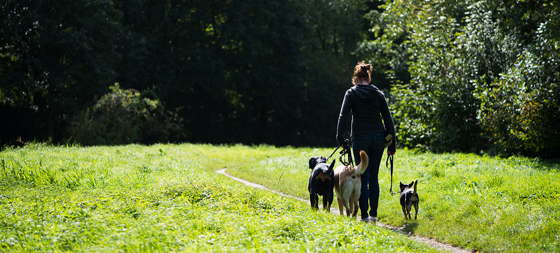 Dog training in nature