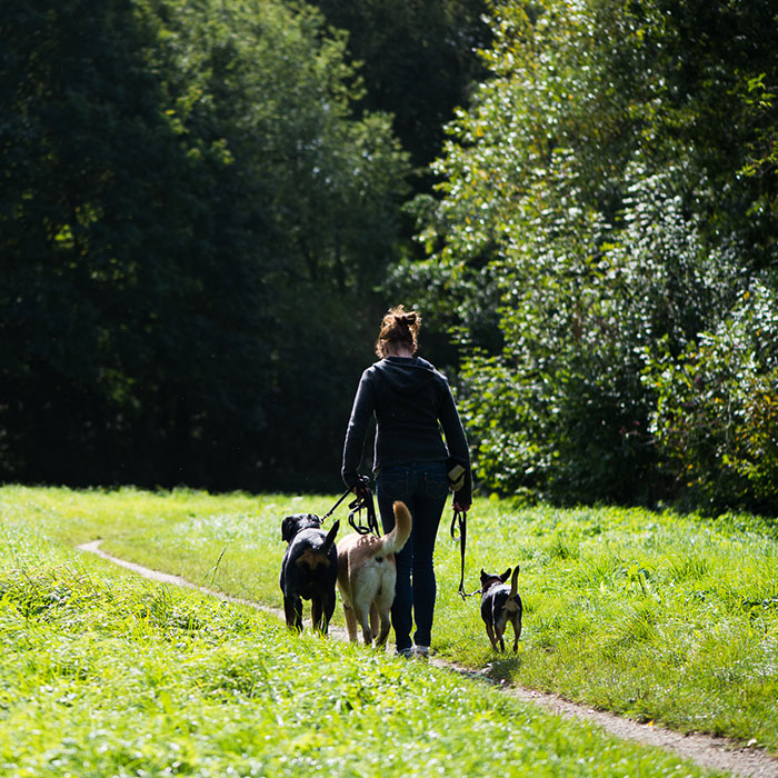 Hundespaziergang in Hamburg